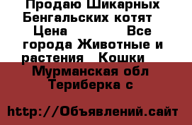 Продаю Шикарных Бенгальских котят › Цена ­ 17 000 - Все города Животные и растения » Кошки   . Мурманская обл.,Териберка с.